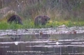 beavers, scotland, aigas, wild-10